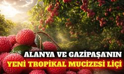Alanya ve Gazipaşa'da yetişen tropikal meyve liçi nedir?