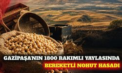 Gazipaşa'da 1800 rakımlı yaylada nohut hasadı yapıldı