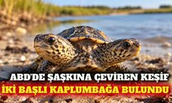 İki başlı nadir kaplumbağa yavrusu koruma altına alındı