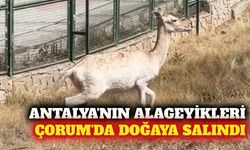 Antalya Düzlerçamı'ndan Çorum'a alageyik nakli