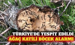 Türkiye'de tespit edilen istilacı böcek ağaçları kurutuyor