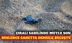 Çıralı'da 3 bin 458 yavru caretta caretta denize ulaştı