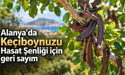 Alanya'da Keçiboynuzu Hasat Şenliği için geri sayım
