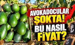 Avokadocular şokta! Bu nasıl fiyat