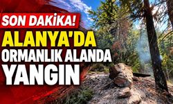 Son Dakika! Alanya'da ormanlık alanda yangın