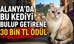 Alanya'da bu kediyi bulup getirene 30 bin TL ödül