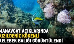 Manavgat açıklarında Kızıldeniz kökenli kelebek balığı görüntülendi