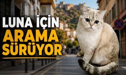 Alanya’da kayıp Luna’yı bulana 30 bin TL ödül