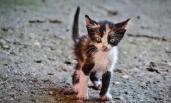 Alanya'da havalandırma boşluğunda mahsur kalan kedi kurtarıldı