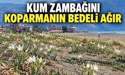Samandağ sahili kum zambaklarıyla bezendi: Koparmanın cezası 699 bin 245 TL