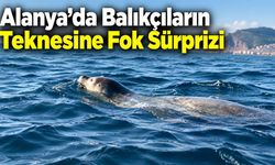 Alanya’da Balıkçıların Teknesine Fok Sürprizi