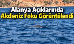Alanya Açıklarında Akdeniz Foku Görüntülendi