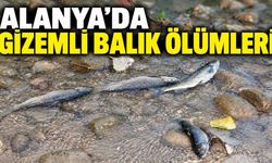 Alanya'da gizemli balık ölümleri