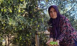 Antalya’nın şifa kaynağı zeytininde hasat başladı