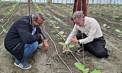 Alanya’da seralarda çevreci dönüşüm: Müdür İnal şalvarını giyip üreticilerle ip bağladı