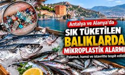 Antalya ve Alanya'da sık tüketilen balıklarda mikroplastik alarmı!