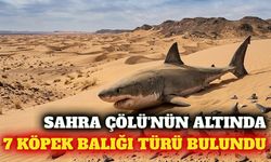 Mısır'da çölün altında 7 farklı köpek balığı türü bulundu