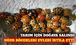 ABD'de tarım için salınan uğur böcekleri evleri istila etti