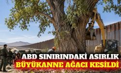 ABD sınırındaki 100 yıllık Büyükanne Ağacı kesildi