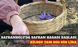 Safranbolu'da kilosu 800 bin liralık safran hasadı başladı