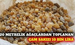 20 metrelik ağaçlardan toplanan çam sakızı 10 bin lira