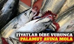 Palamut bolluğu balıkçıları vurdu: Avlanmaya ara çağrısı