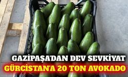 Gazipaşa'dan Gürcistan'a 20 ton avokado ihracatı başladı.