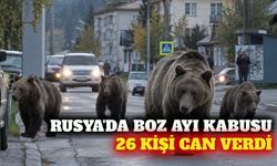 Rusya'da ayı nüfusu 308 bine ulaştı, ölümler artıyor