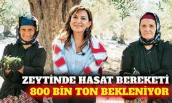 Türkiye'de 800 bin ton sofralık zeytin beklentisi