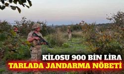Safranbolu'da 900 bin liralık safran için jandarma nöbeti