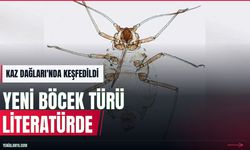Kaz Dağları'nda yeni böcek türü literatüre girdi