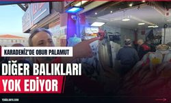 Karadeniz'de palamut bolluğu diğer türleri tehlikeye attı