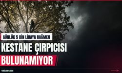 Günlük 5 bin lira yevmiyeye kestane çırpıcısı bulunamıyor