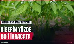Kumluca'da biber hasadı: Ürünün yüzde 80'i ihraç edilecek