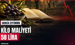 Yağlık Gemlik zeytininin 2026 üretim maliyeti 58,14 TL