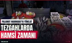 Karadeniz'de palamut göçü: Gözler hamsi sezonuna çevrildi