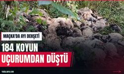 Trabzon'da ayı saldırısı: 184 koyun uçurumdan düşerek öldü