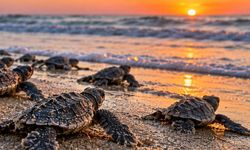Antalya Sahillerinden 200 Bin Caretta Caretta Yavrusu Denize Ulaştı