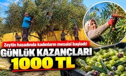 Zeytin hasadında kadınların mesaisi başladı! Günlük kazançları 1000 TL