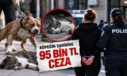 İstanbul'da Dehşete Düşüren Olay! Kediyi Öldüren Köpeğin Sahibine 95 Bin TL Ceza