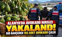 Alanya’da avokado hırsızlığı! 103 avokado çalan şüpheli yakalandı