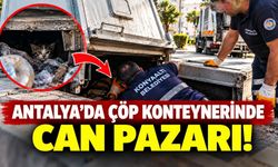 Antalya'da çöp konteynerinde can pazarı!