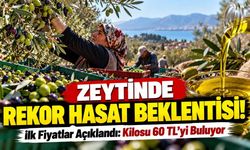 Alanyalı zeytin üreticilerinin gözü yeni sezonda!