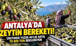 Antalya'da zeytin bereketi! Üretimde yüzde 40'lık artış bekleniyor