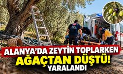 Alanya'da zeytin hasadı sırasında korkutan kaza! Ağaçtan düşerek yaralandı