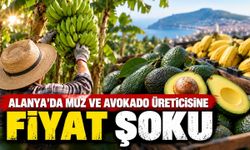 Alanya'da muz ve avokado üreticisine fiyat şoku: Rakamlar dikkat çekiyor