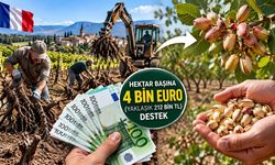 Fransa'da Üzüm Bağlarını Söken Çiftçilere 212 Bin TL Destek! Yeni Gözde Antep Fıstığı Oldu