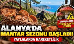 Alanya'da mantar sezonu başladı! Yaylalarda hareketlilik, uzmanlardan hayati uyarı