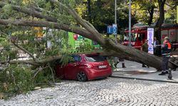 Dev ağaç otomobilin üzerine devrildi: Cadde trafiğe kapandı