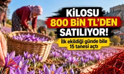 Kilosu 800 Bin TL! Dünyanın En Değerli Baharatlarından Safranda Hasat Heyecanı Başladı